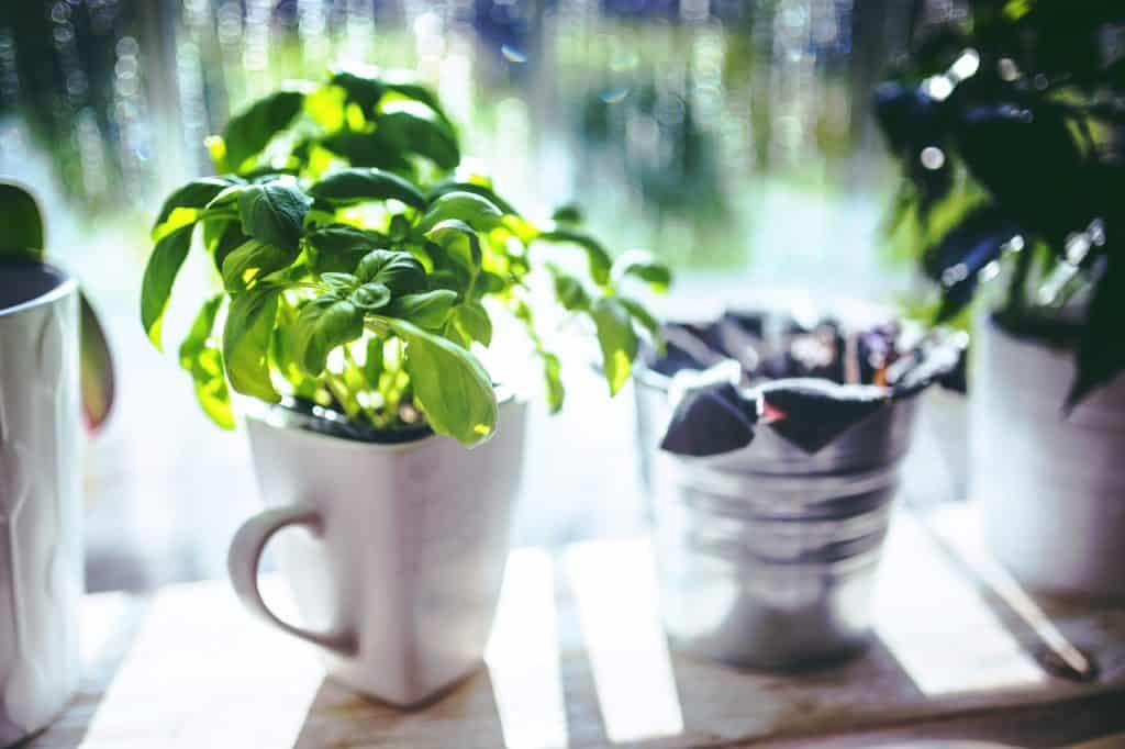 Basil Growing In A Cup In A Window