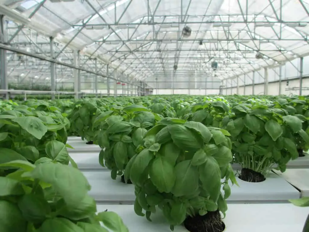 Basil Plants Growing In Greenhouse