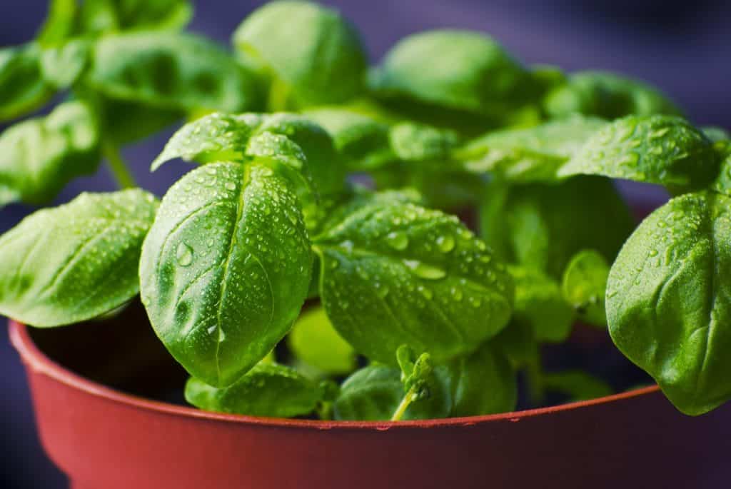 Watered basil plant