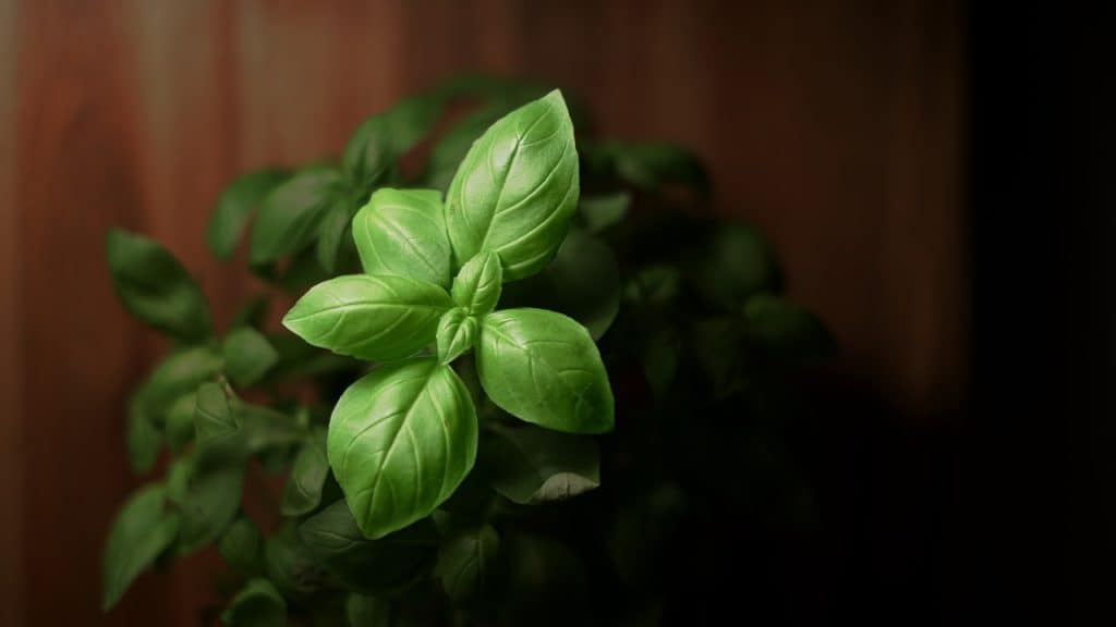 Basil plant with green leaves