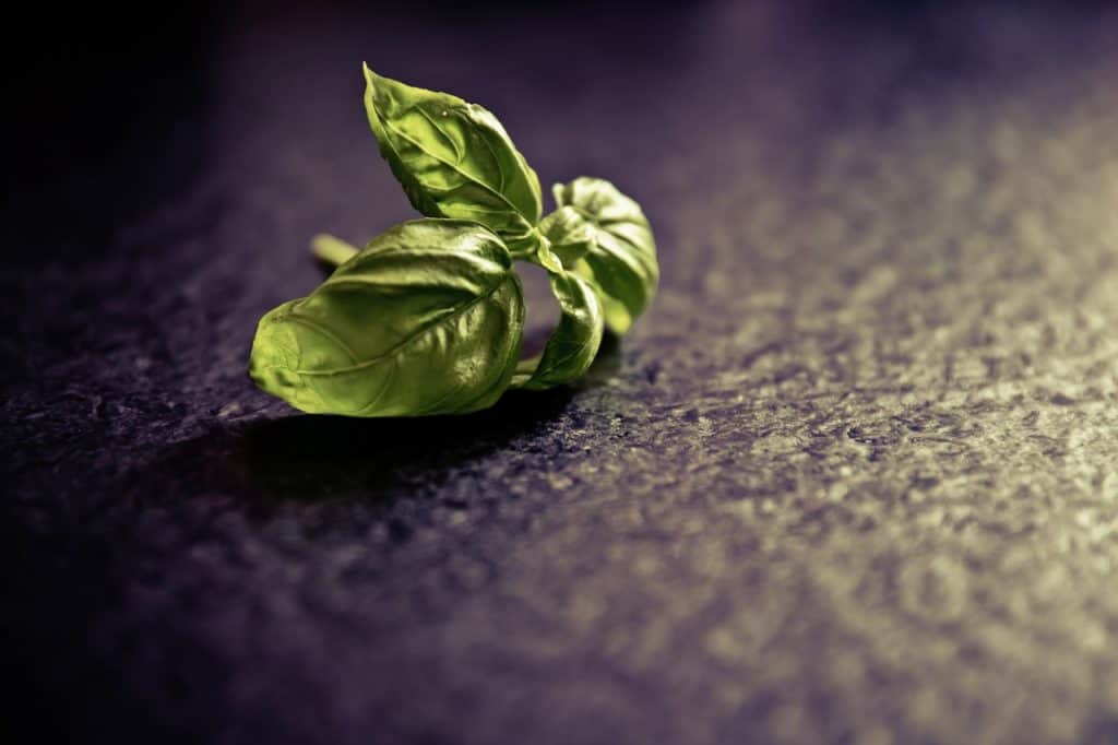 Basil Indoors On The Table