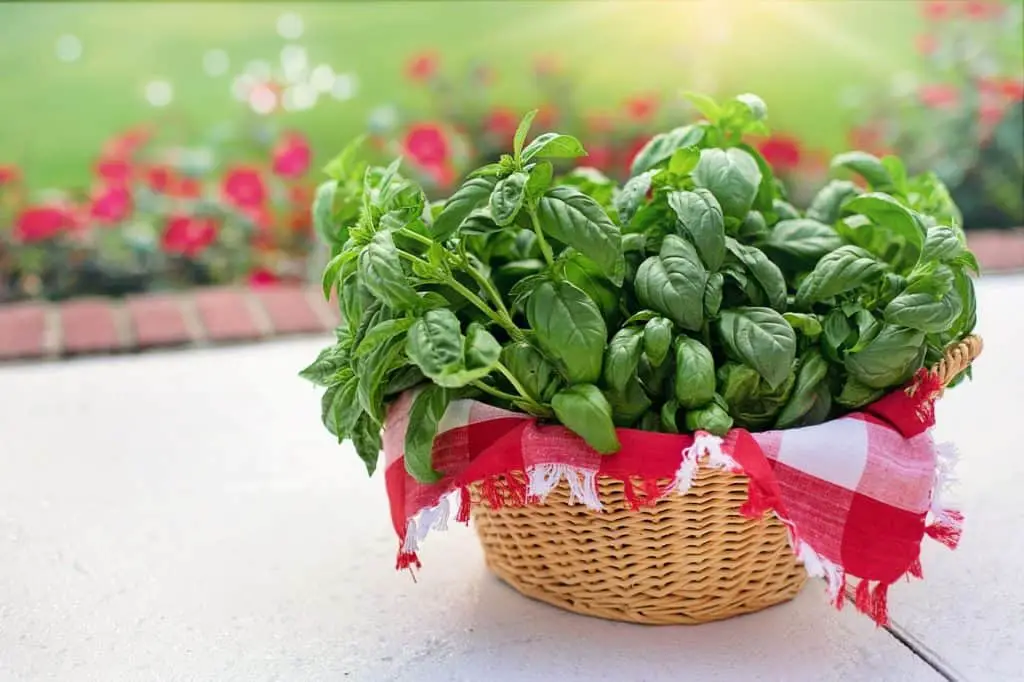 Basil Growing In A Basket Outdoors