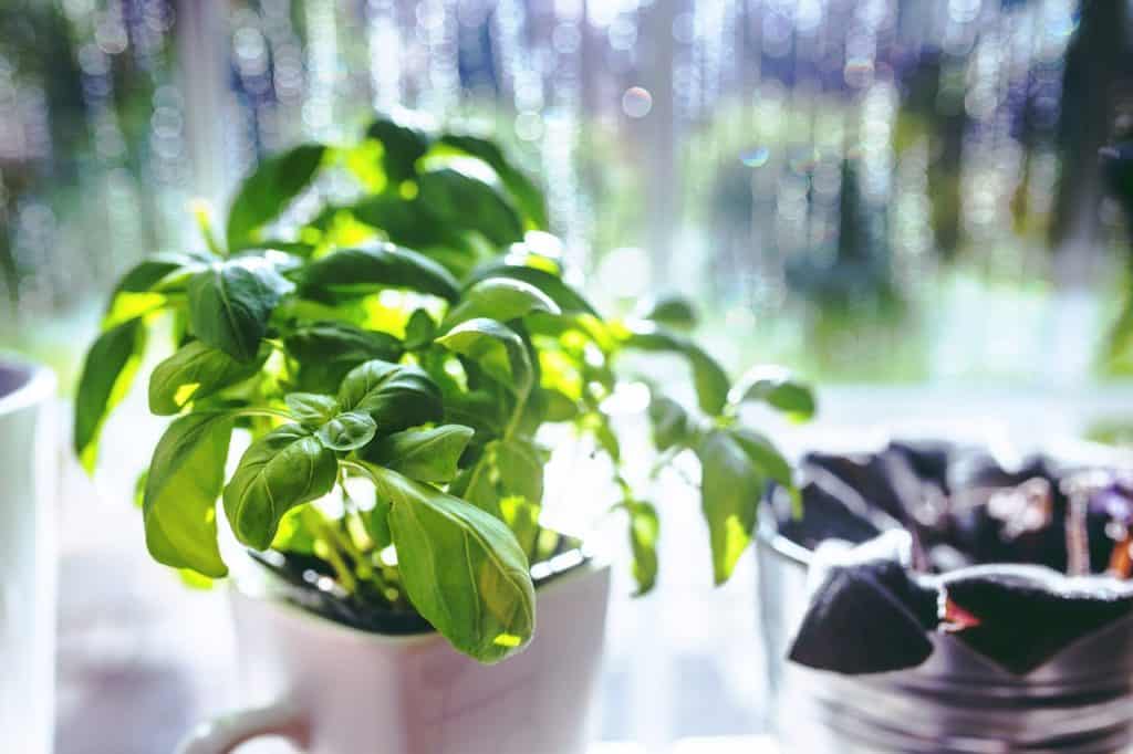 Basil plant in the window