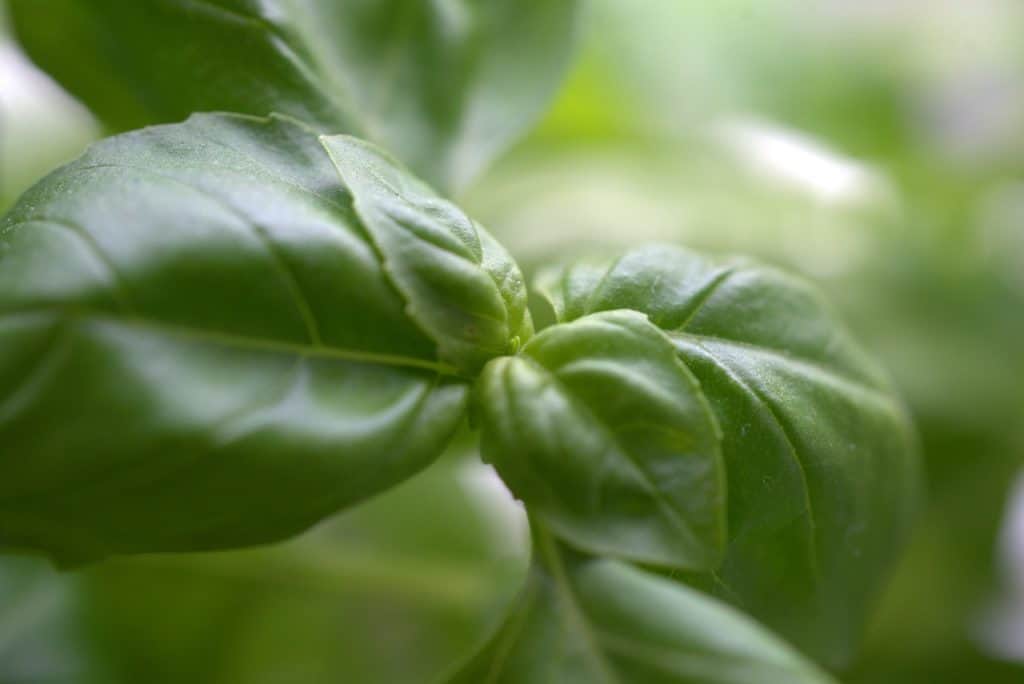 Closeup On Basil Leaves