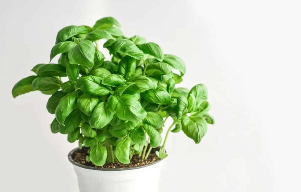 Basil Growing Indoors In A Pot