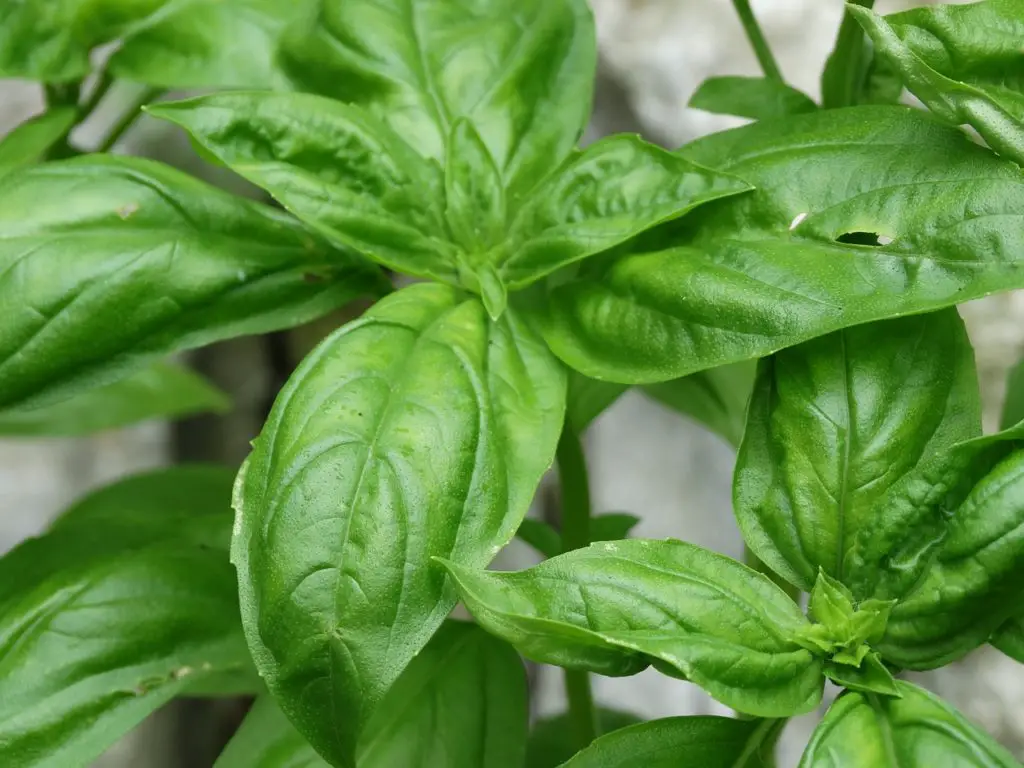Basil Plant Growing In The Garden
