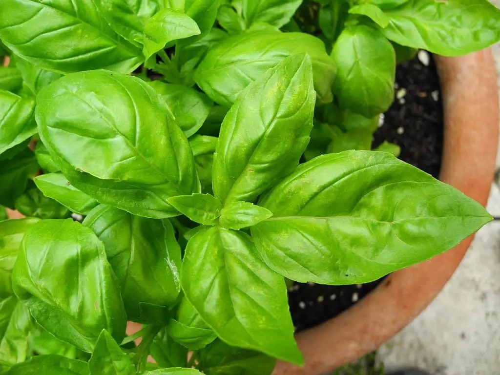 Basil Leaves On A Plant Indoors