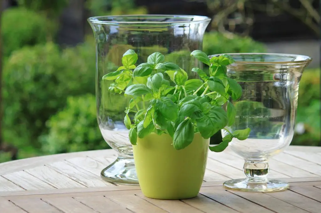 Basil Growing In A Pot Outside