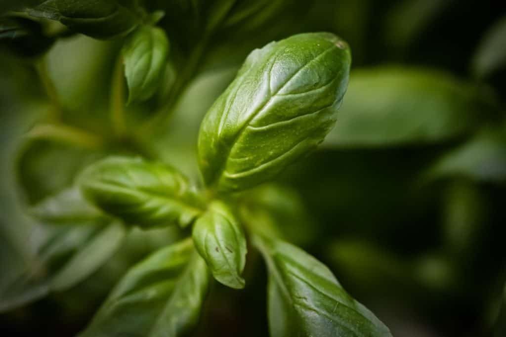 Basil Plant Growing In The Shade