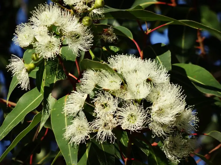 eucalyptus flower, australian eucalyptus, blooming eucalyptus branches-777903.jpg