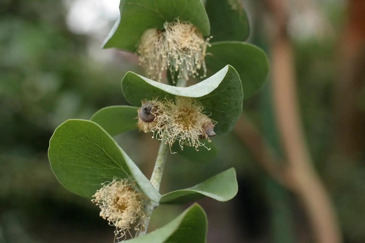 eucalyptus pulverulenta, pollinated eucalyptus, blossoms-3275084.jpg
