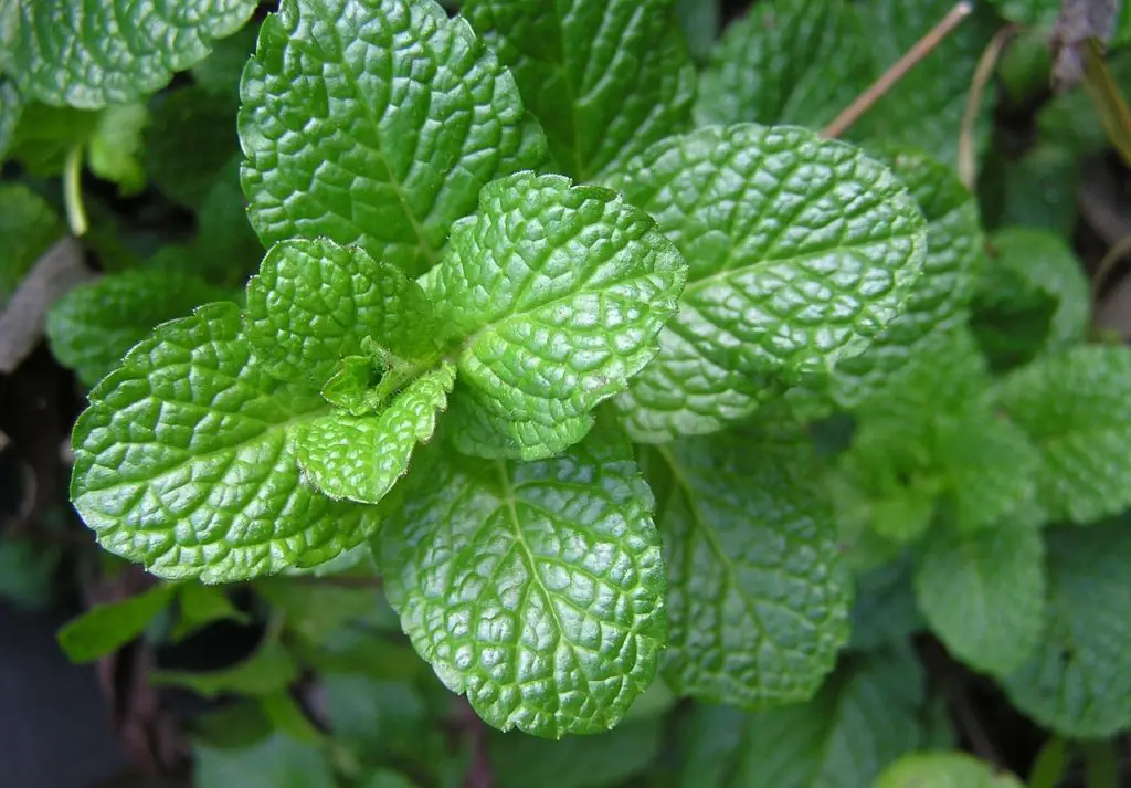 Mint Plant In The Garden