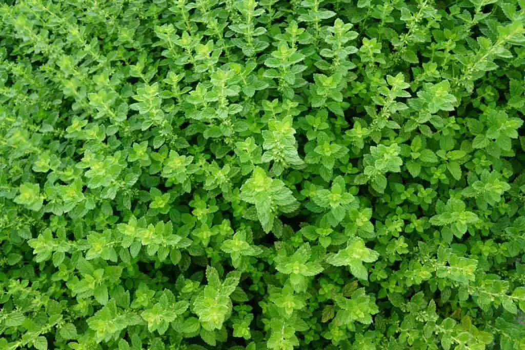 Thyme Plant Growing Outside 
