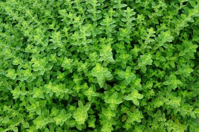 herb, plant, green-4981993.jpg