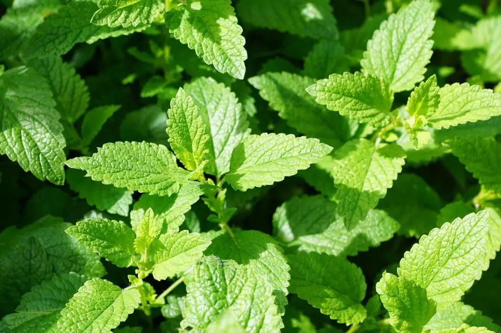 Mint Plant Growing In The Sunny Weather