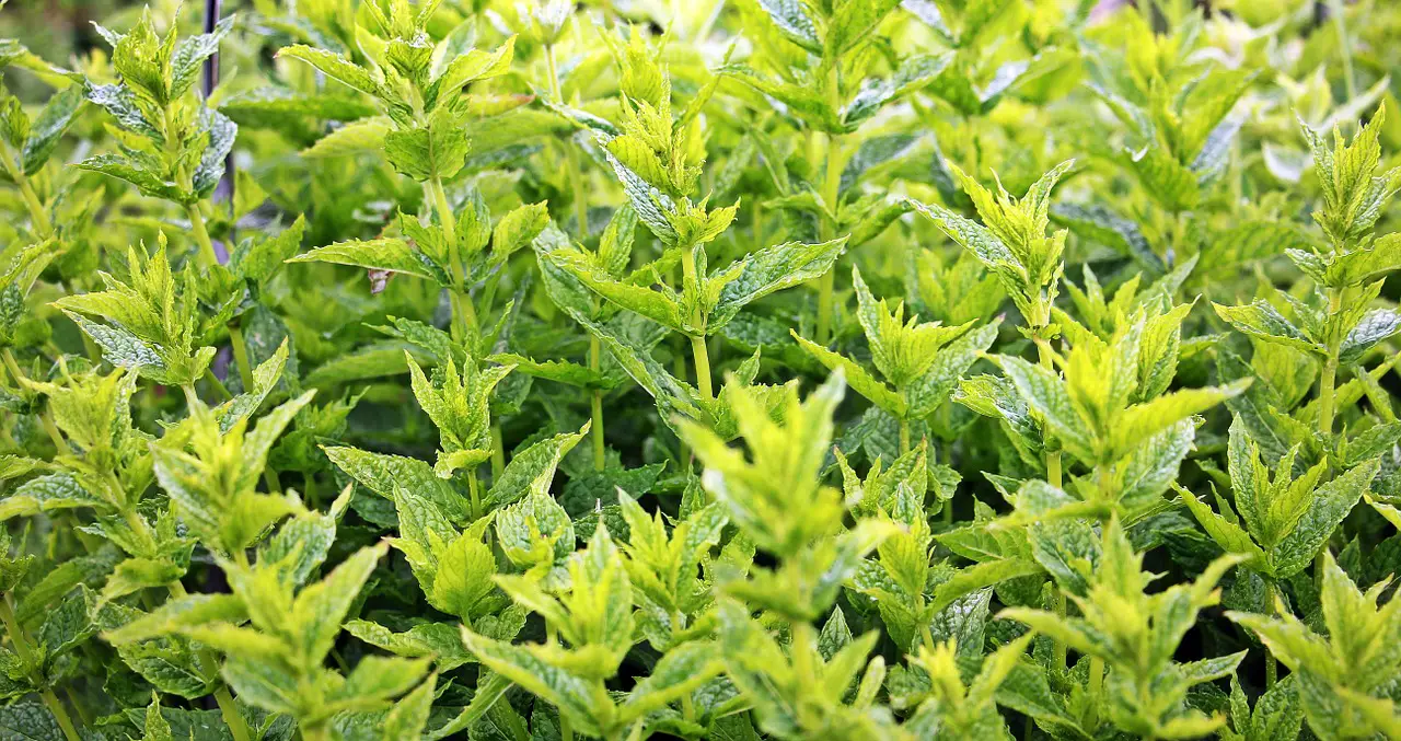 mint, green mint, plant-1500452.jpg