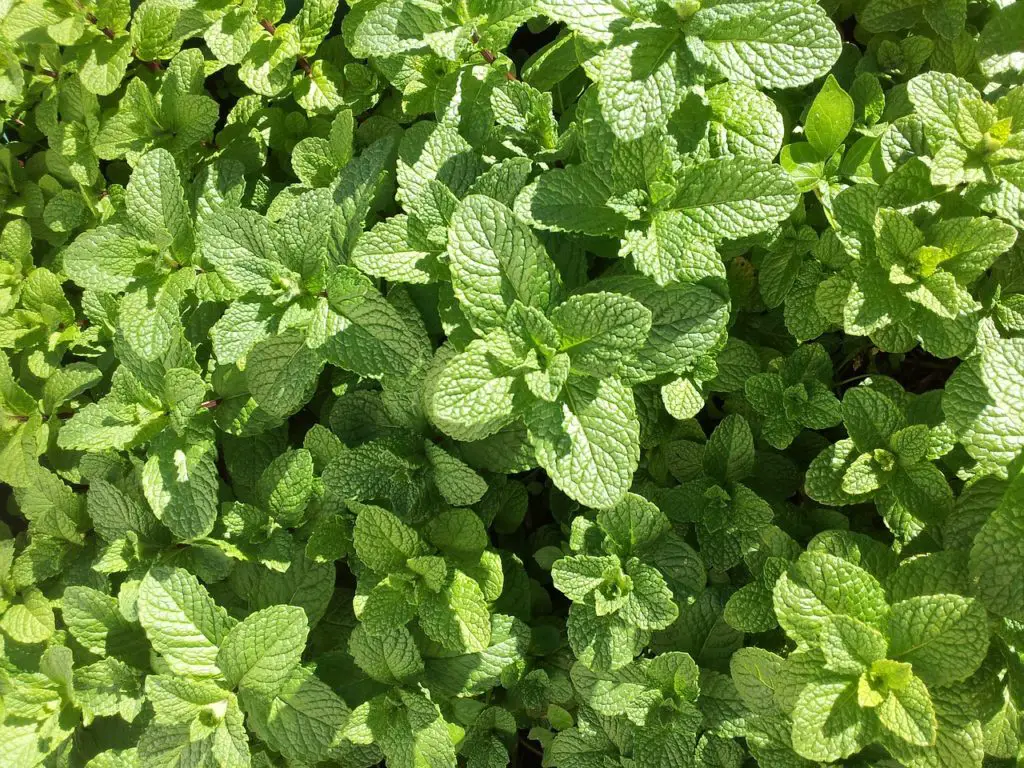 Mint Growing Outdoors In The Sun