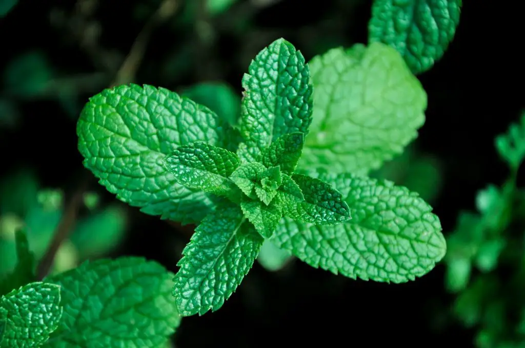 Mint Leaves Growing In The Garden