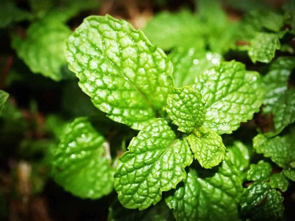 Mint Plant Growing In The Shade