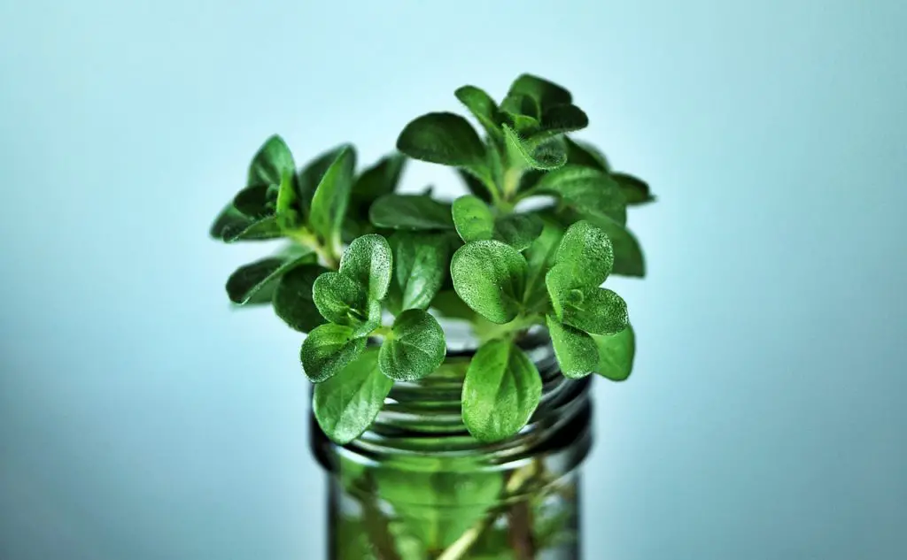 Mint Plant Growing In A Glass