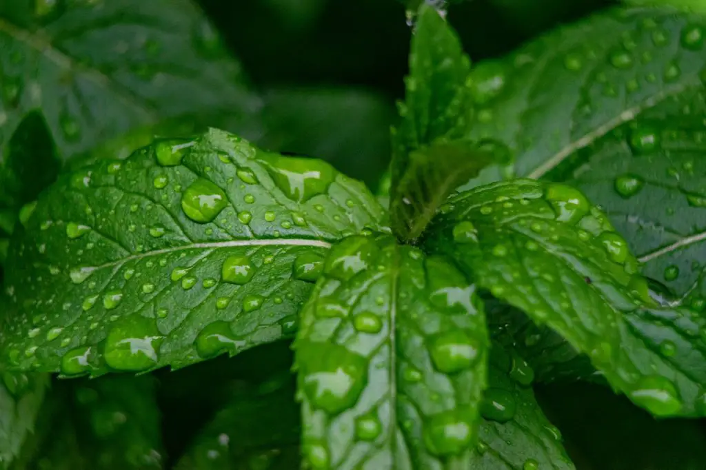 Mint Plant Growing In The Rain