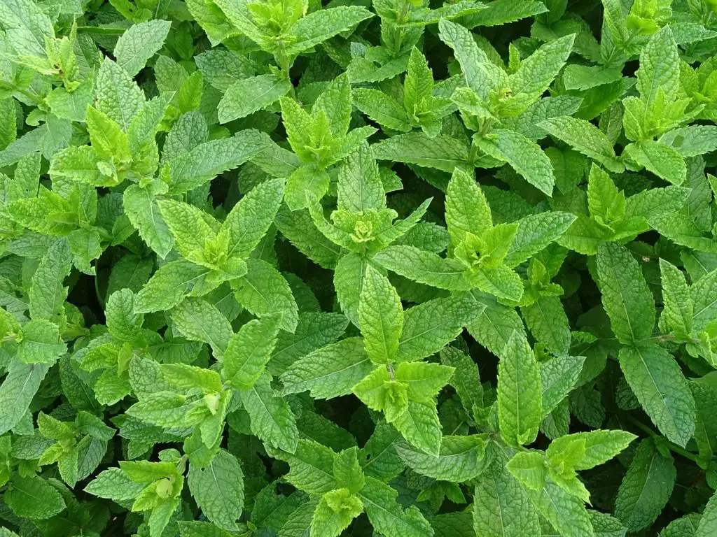 Mint Plant Growing In The Sun