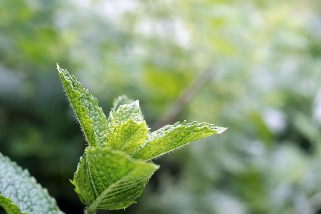 Mint Plant Growing In The Garden