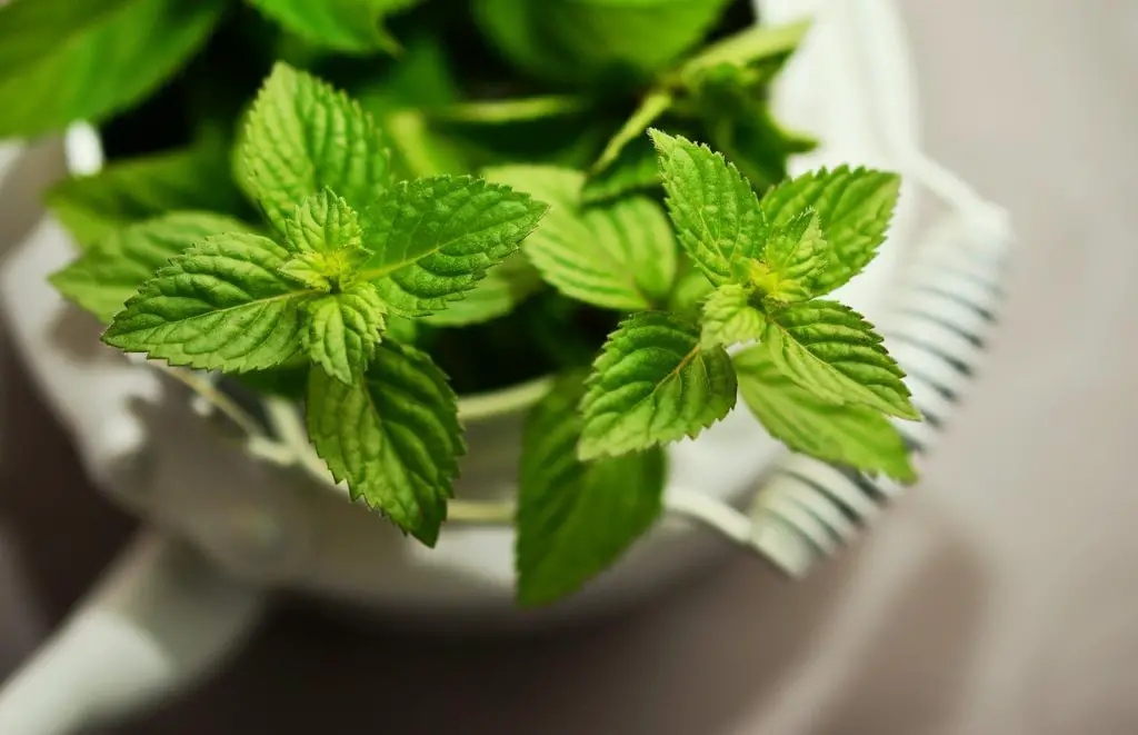 Mint Growing In A Pot Indoors