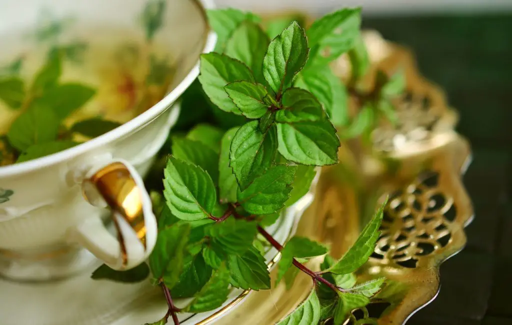 Mint Sprig Laying Indoors