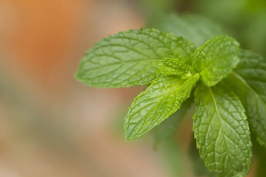 Mint Leaves Growing In The Garden