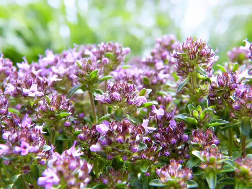 Thyme Growing And Flowering Outside
