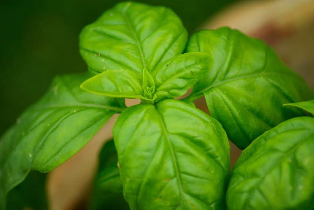 Closeup Of Basil Leaves