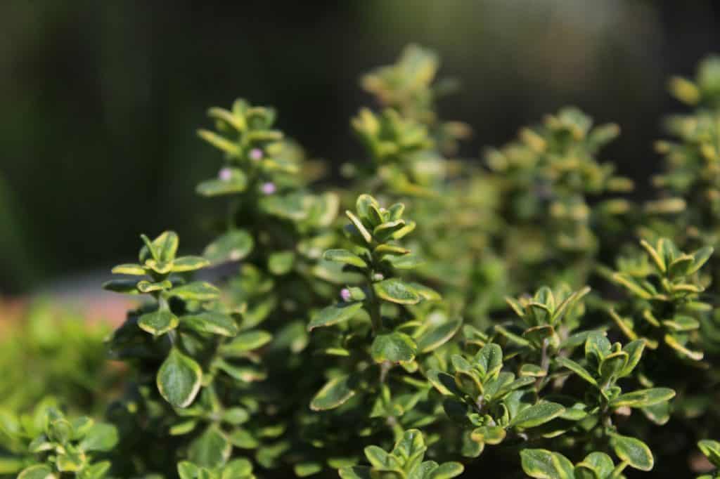 Thyme Growing In The Sunny Garden