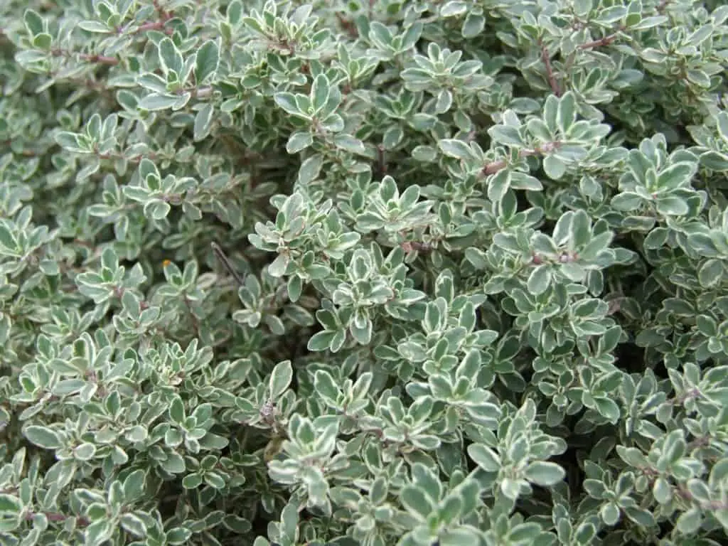 Thyme Growing In The Garden Outdoors