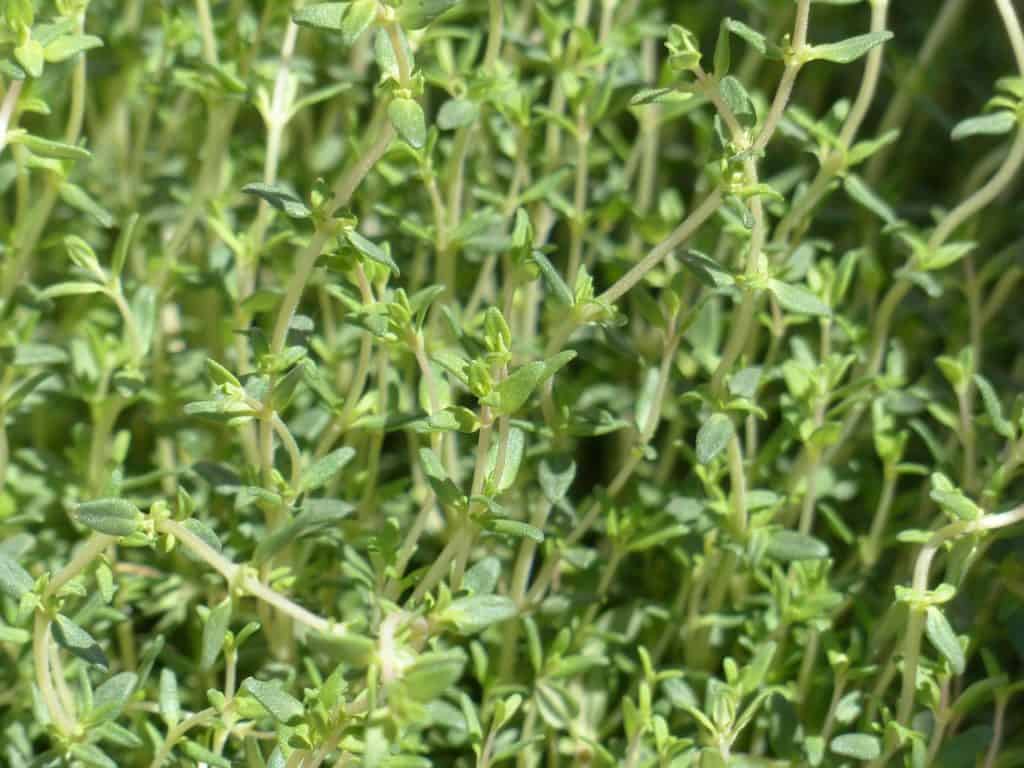 Thyme Growing Outdoors In A Garden