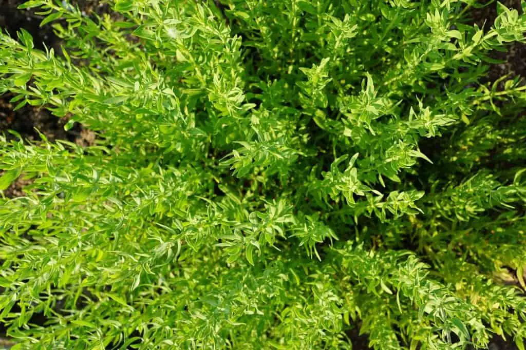 Thyme Plants Growing Outdoors In The Garden