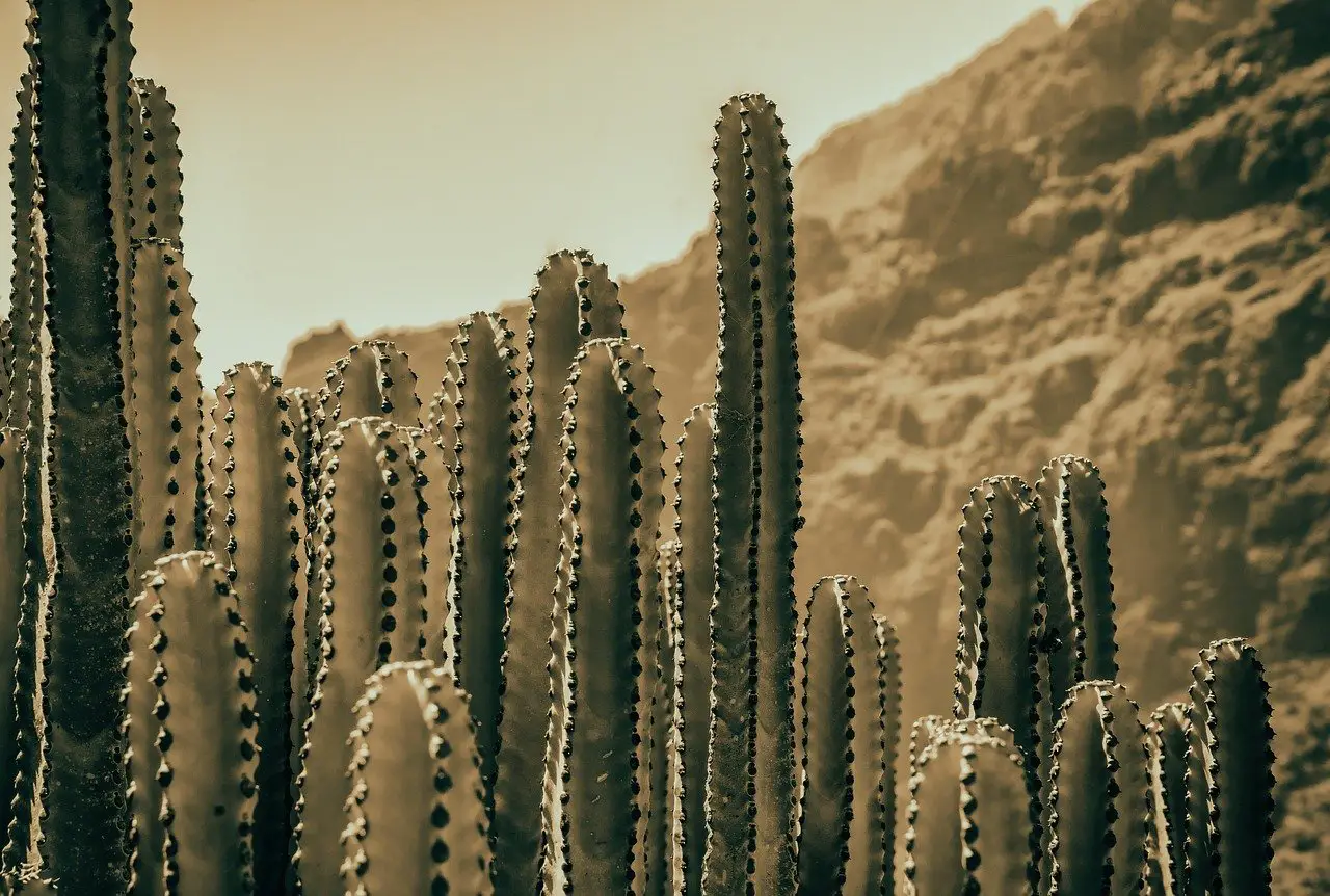 cacti, dry, plant-3965440.jpg