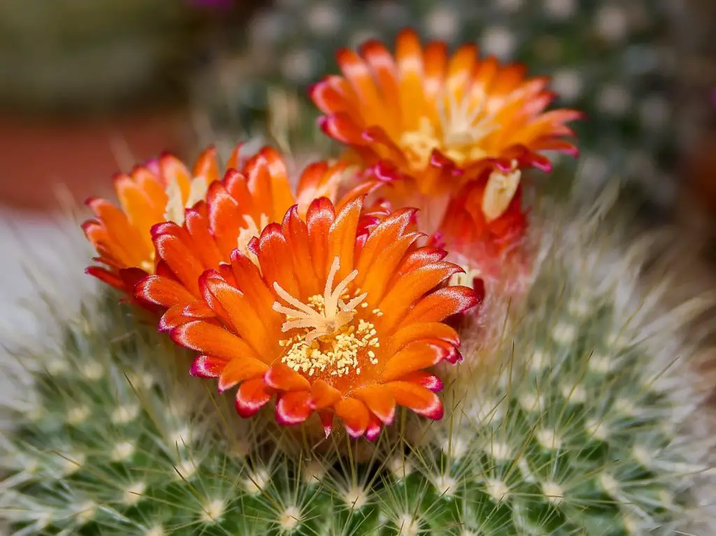 Flowering Cactus Plant