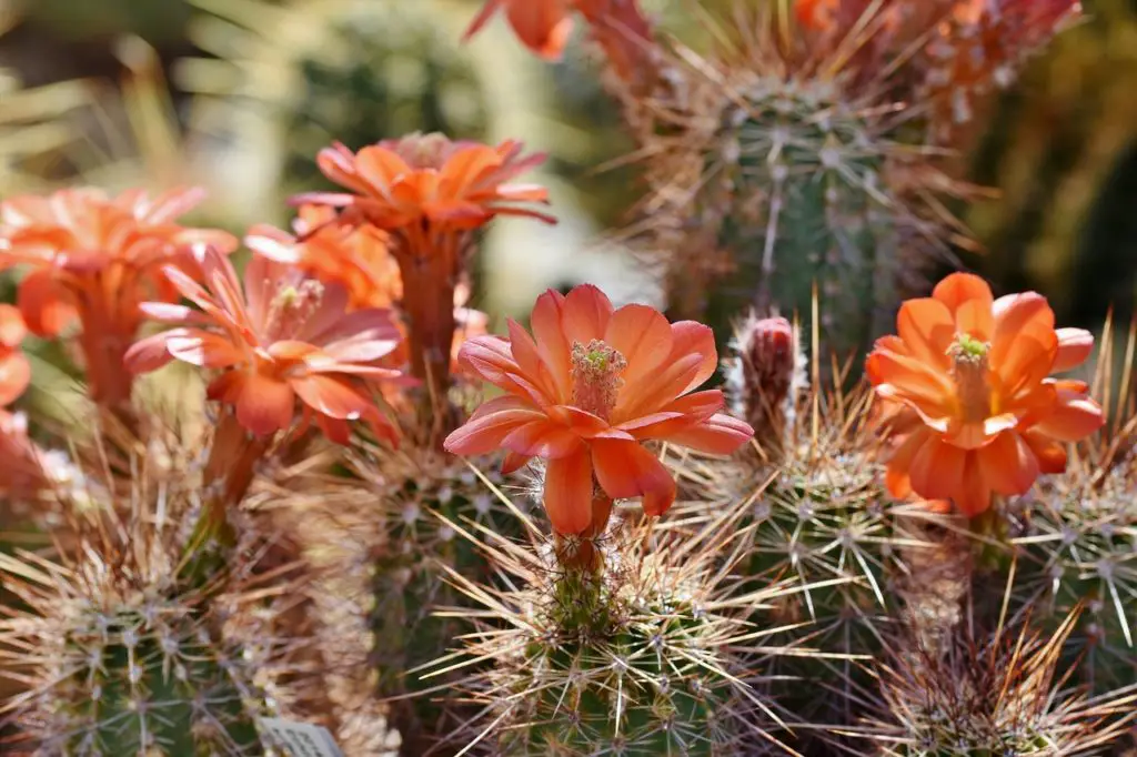 Flowering Cactus Outdoors