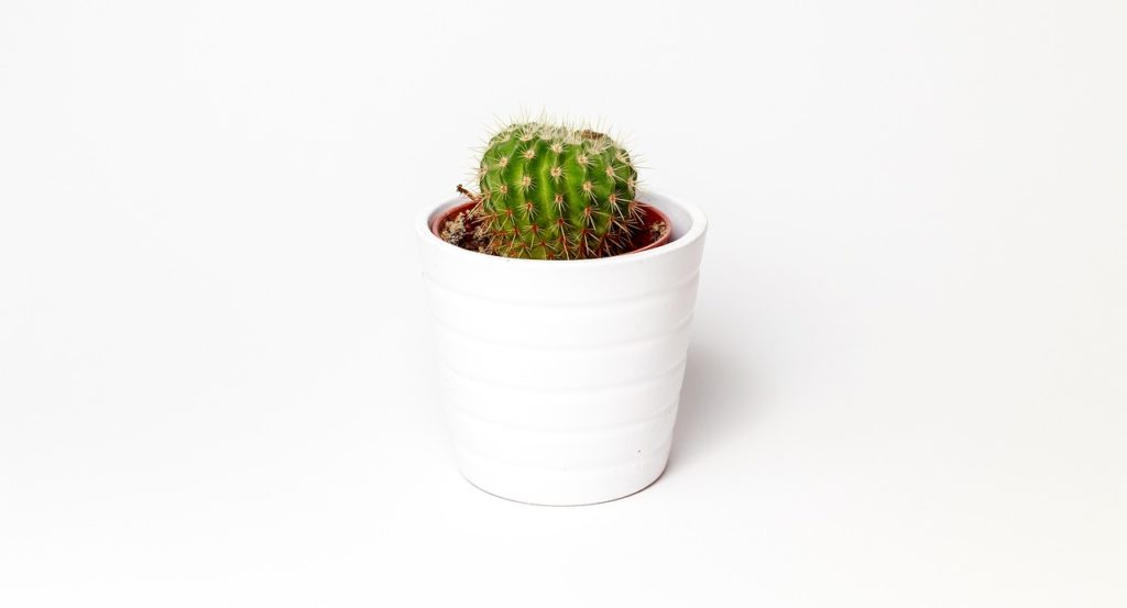 Cactus Growing In A Pot 