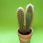cactus, plant, plant rack-343955.jpg