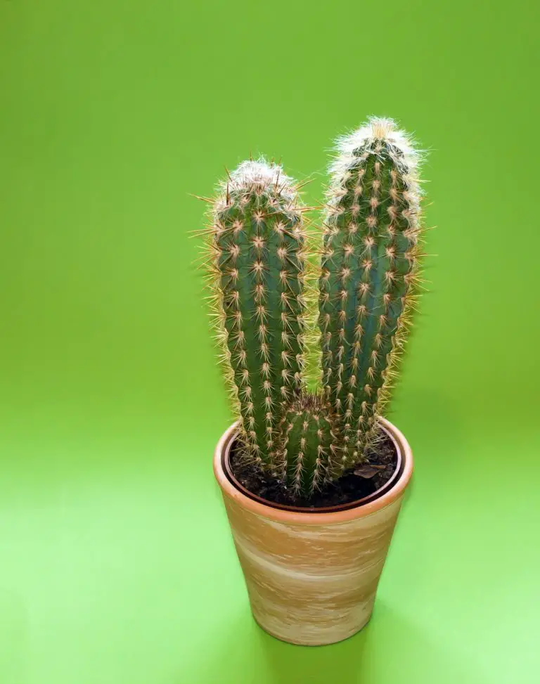cactus, plant, plant rack-343955.jpg