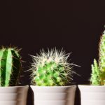cactus, plant pot, cacti-2117102.jpg