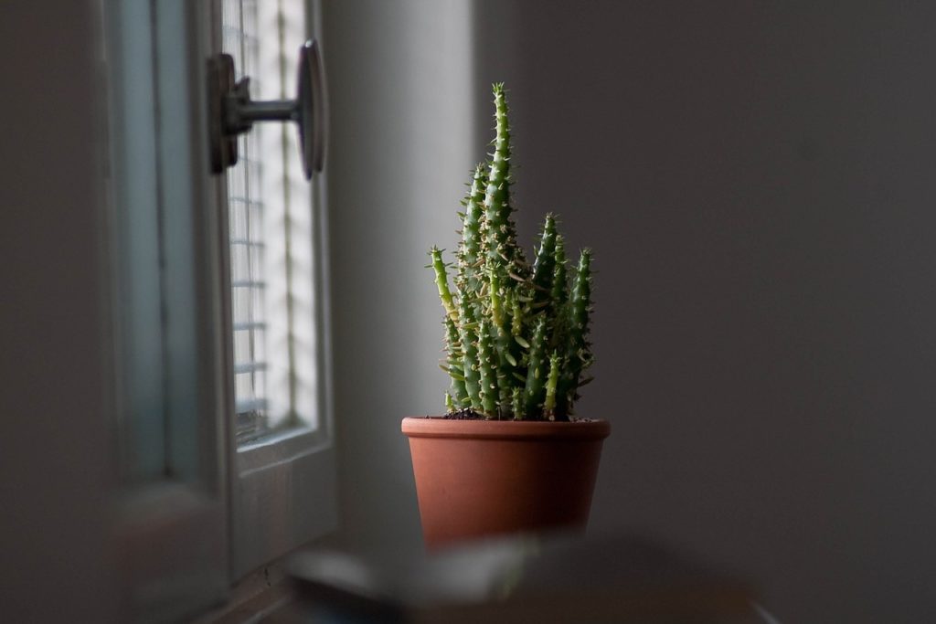 Cactus Growing Indoors