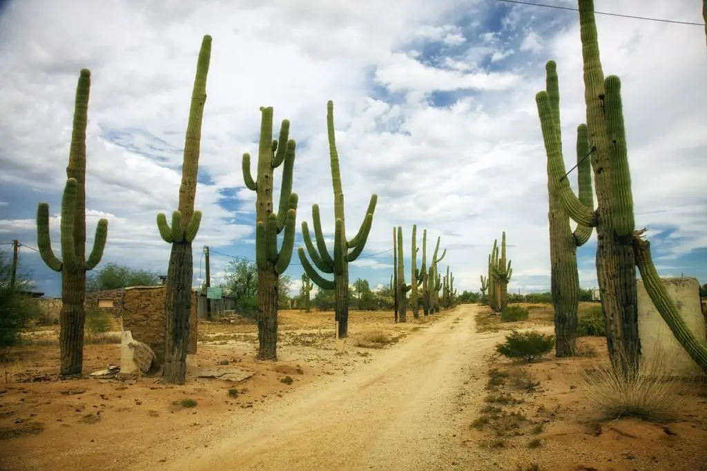 Desert With Cactus Growing