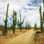 desert, catus, cacti-392747.jpg