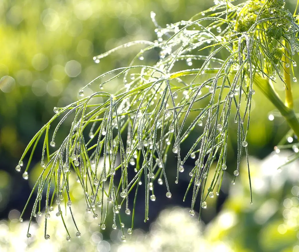 Dill Plant Growing In The Sun