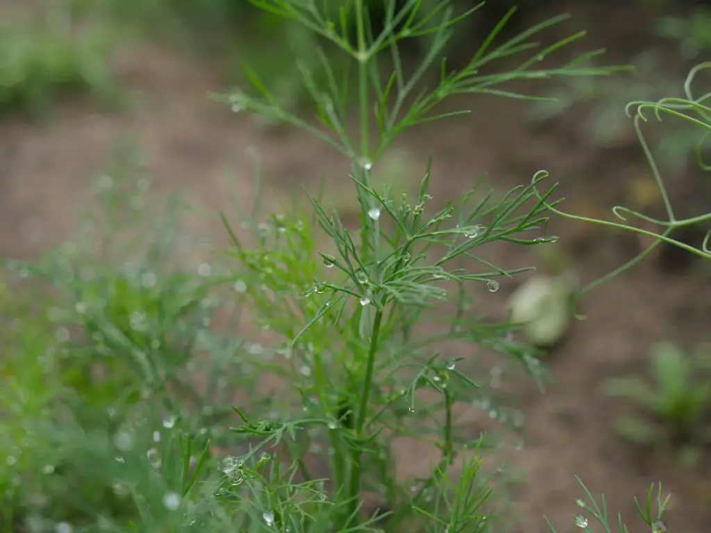 Dill Plant Growing In The Garden