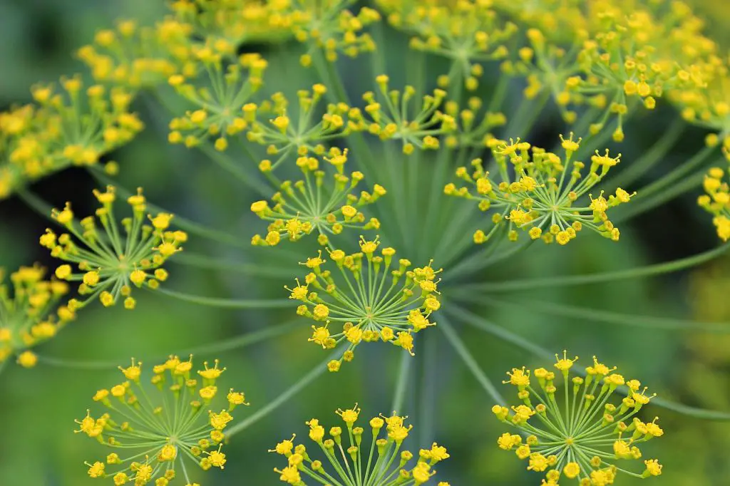 Flowering DIll Plant