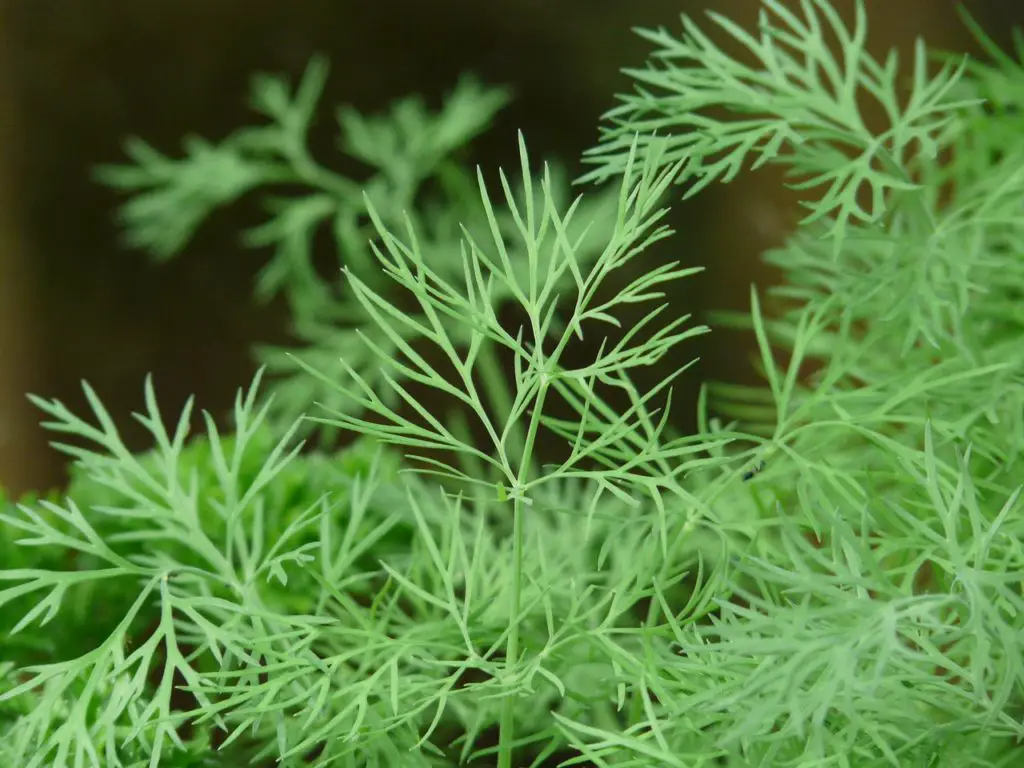 Dill Plant Growing Outside